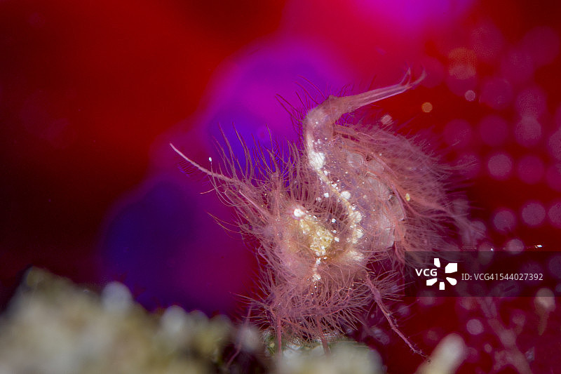 燃烧的毛发图片素材