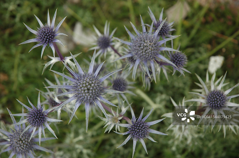 苏格兰蓟图片素材
