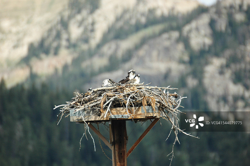 老鹰的巢穴图片素材
