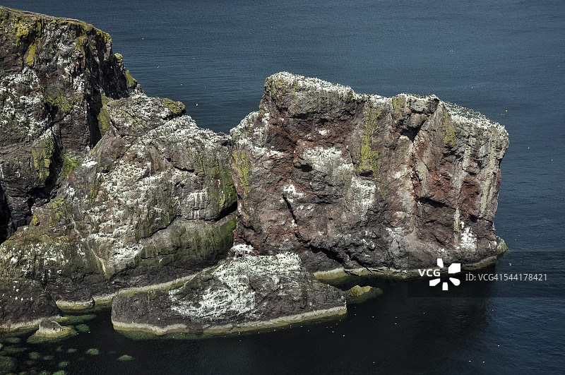 苏格兰圣艾布斯附近岩石海岸上的海鸟图片素材