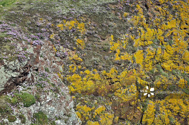 苏格兰圣艾布斯的多彩悬崖图片素材