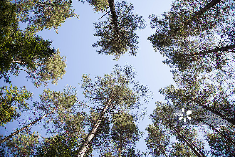 努克西奥国家公园，芬兰图片素材