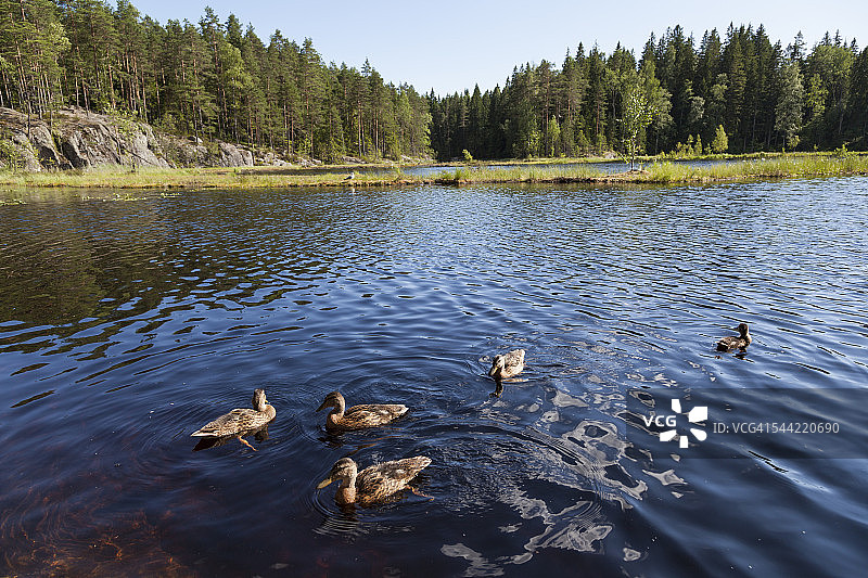芬兰努克西奥国家公园的穆斯塔兰皮湖图片素材
