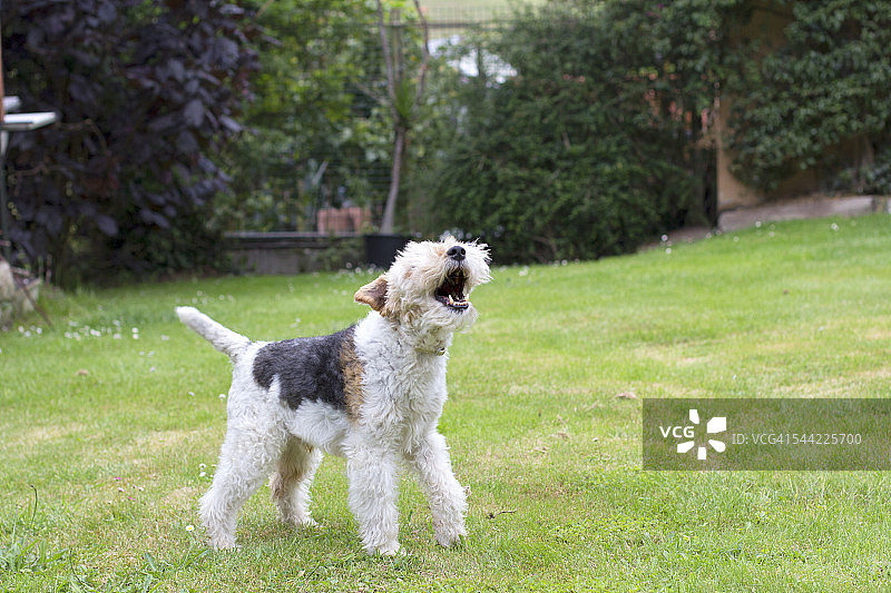 犬吠声图片素材