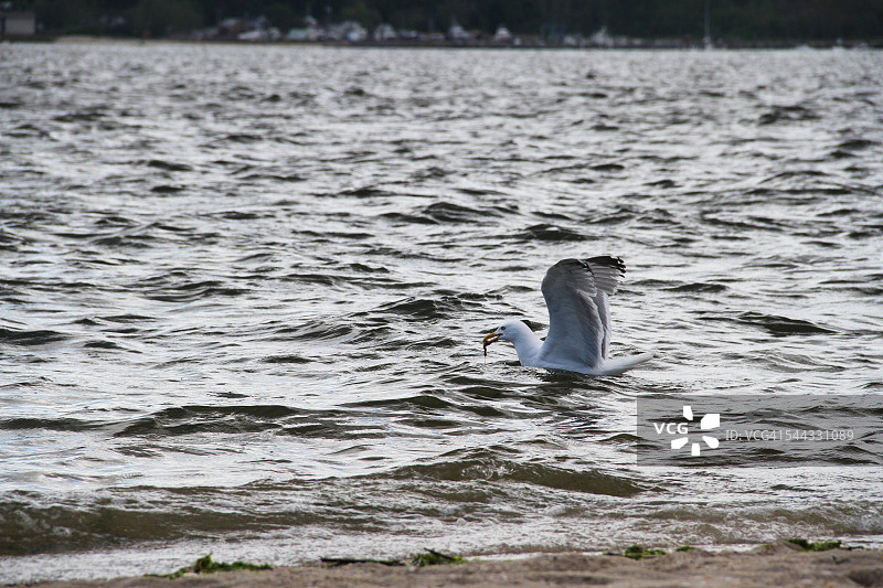 海鸥觅食图片素材