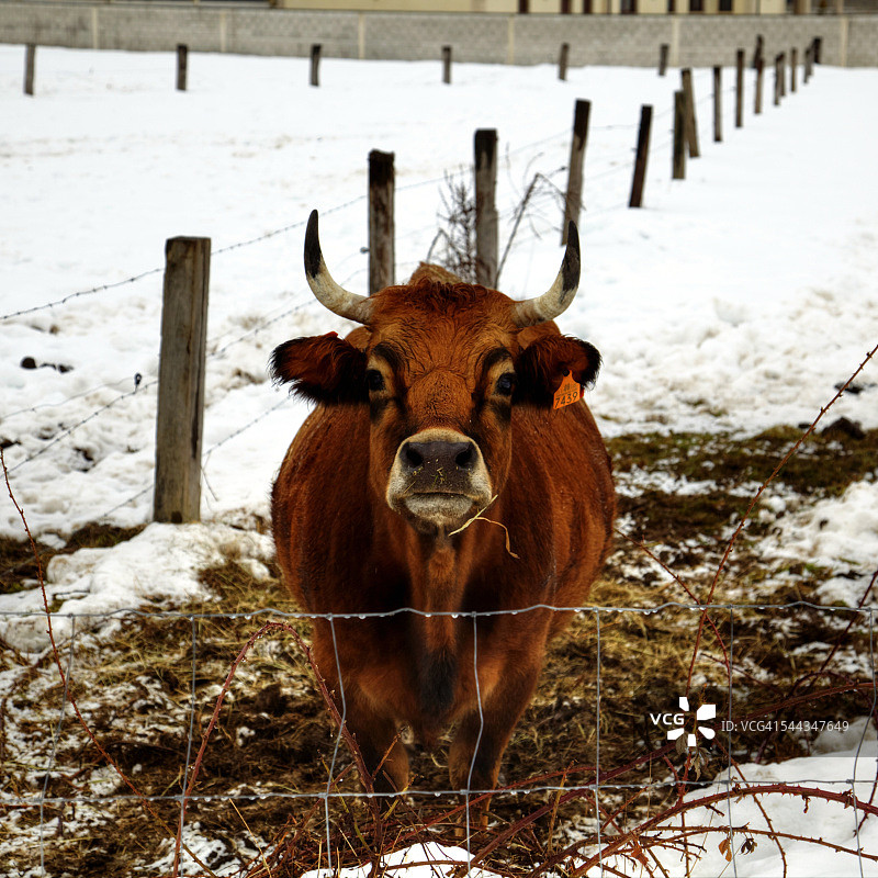 冬季雪地里的奶牛图片素材