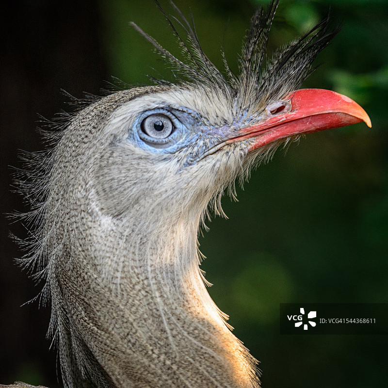 红腿叫鹤图片素材