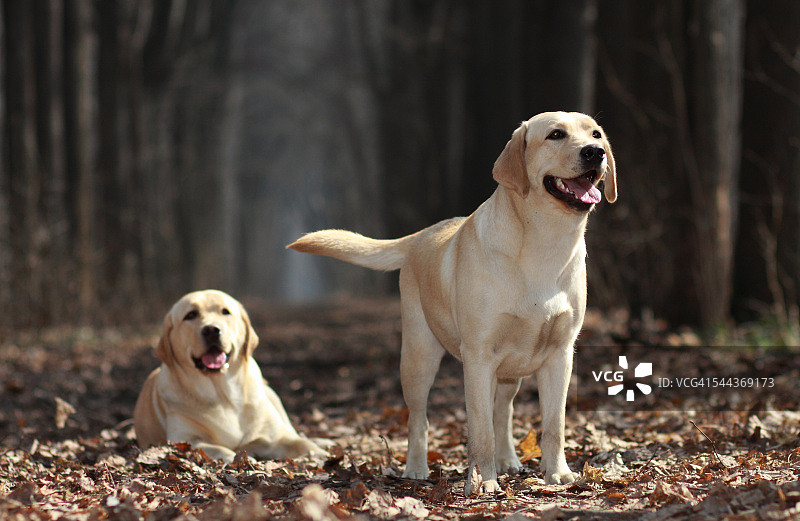 两只拉布拉多寻回犬图片素材