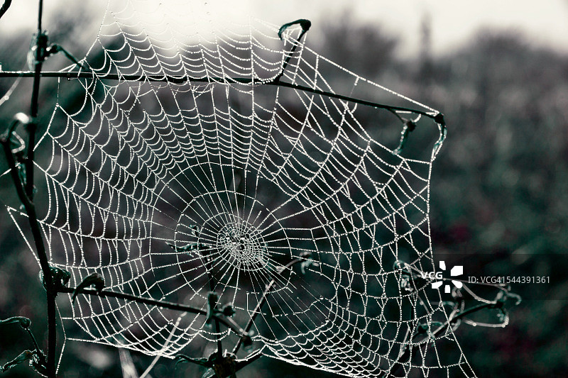蜘蛛网图片素材