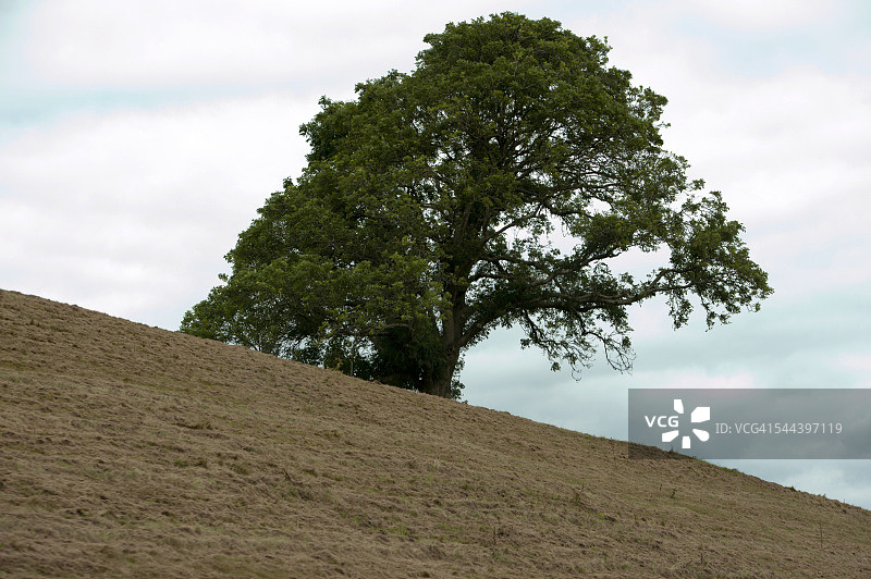 英国威尔士卡迪夫附近的树图片素材