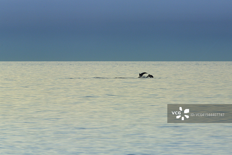 亚得里亚海跃出水面的海豚图片素材
