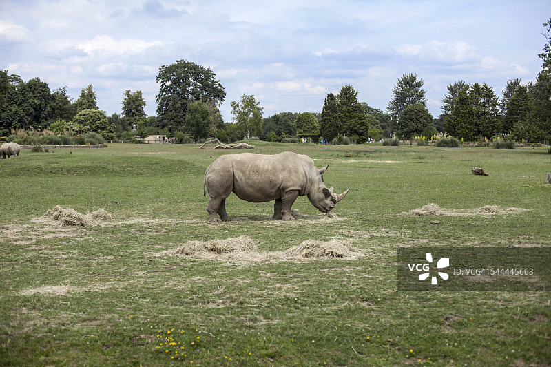 科茨沃尔德野生动物园犀牛，英国牛津郡伯福德图片素材