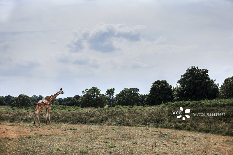 英国科茨沃尔德野生动物园的长颈鹿图片素材