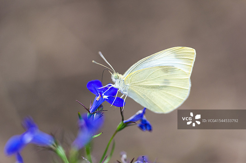 菜粉蝶图片素材