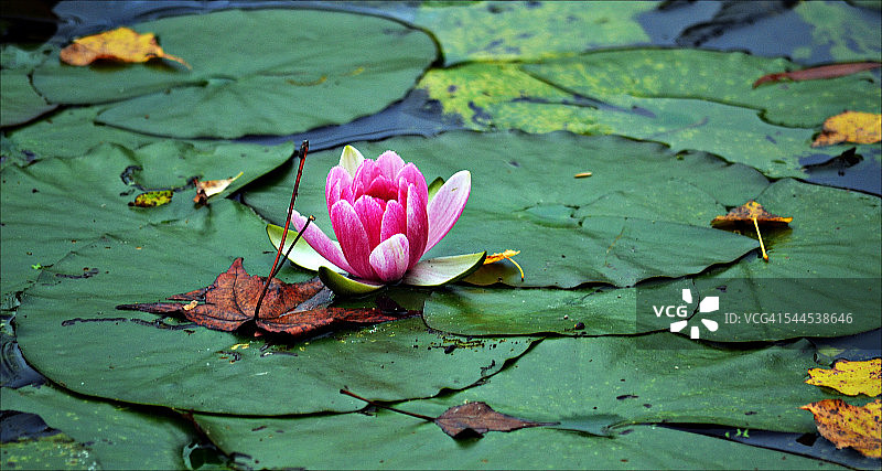 睡莲图片素材