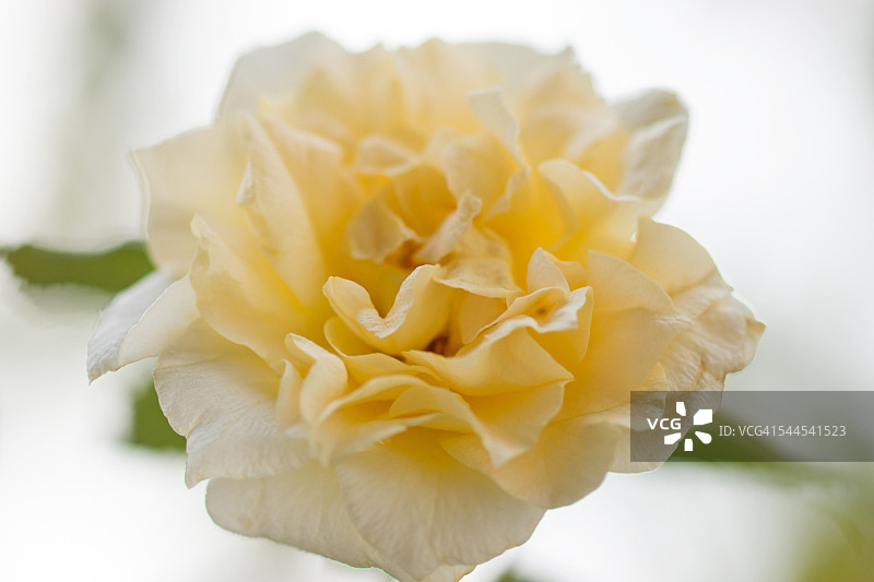 黄玫瑰图片素材