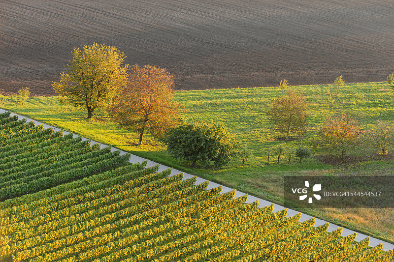德国巴登-符腾堡州布赖萨赫葡萄园风光图片素材