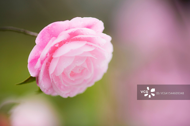 山茶花图片素材