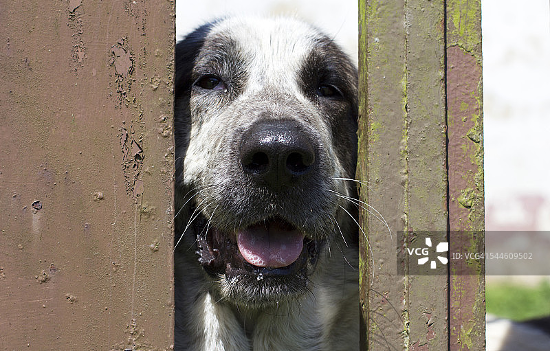 玛士提夫犬图片素材