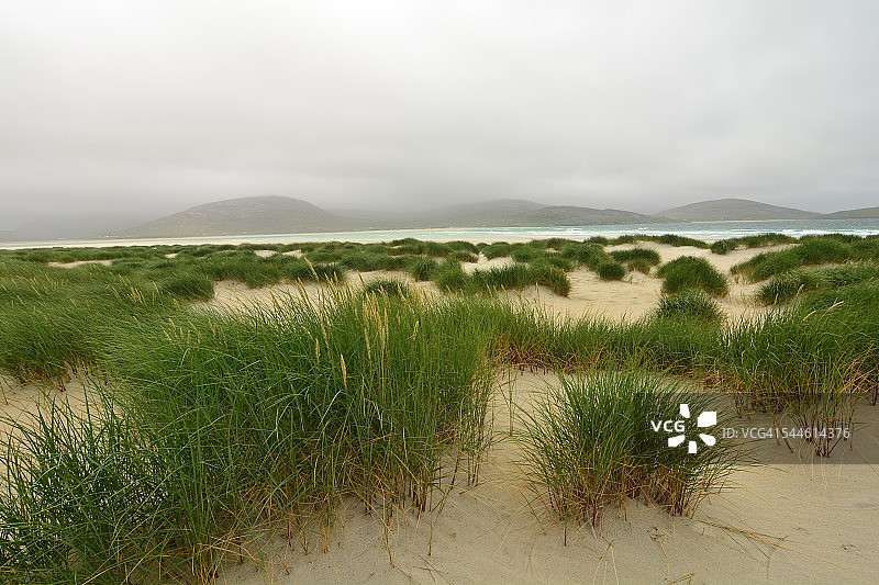 风中的海滩植被图片素材
