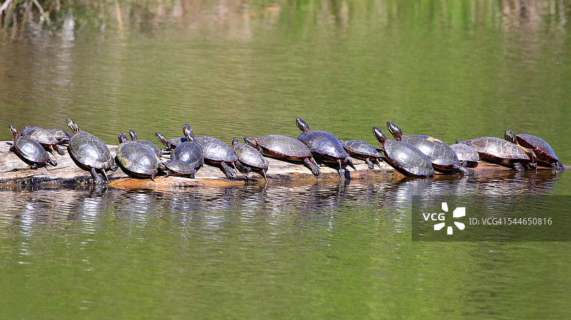 沼泽木头上的乌龟群(彩绘锦龟)图片素材