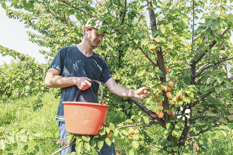 农民采摘杏子图片素材