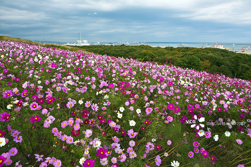 宇宙的花图片素材