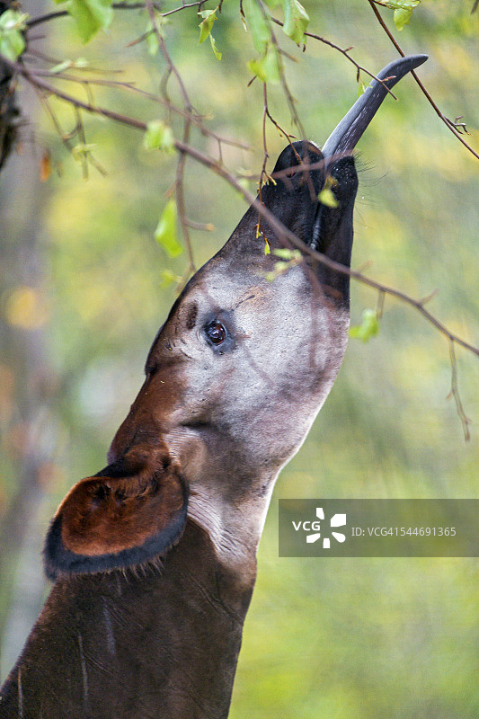㺢狓采摘树叶图片素材
