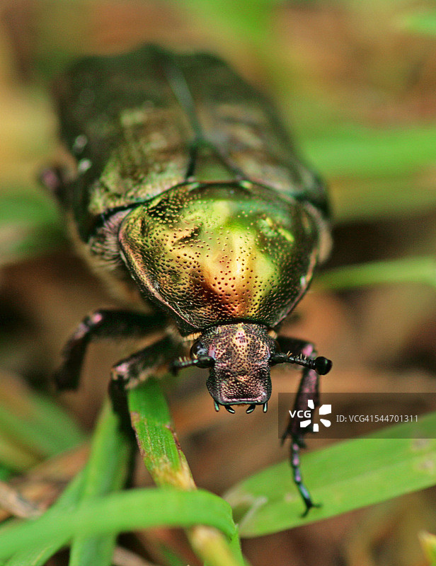 金匠甲虫图片素材