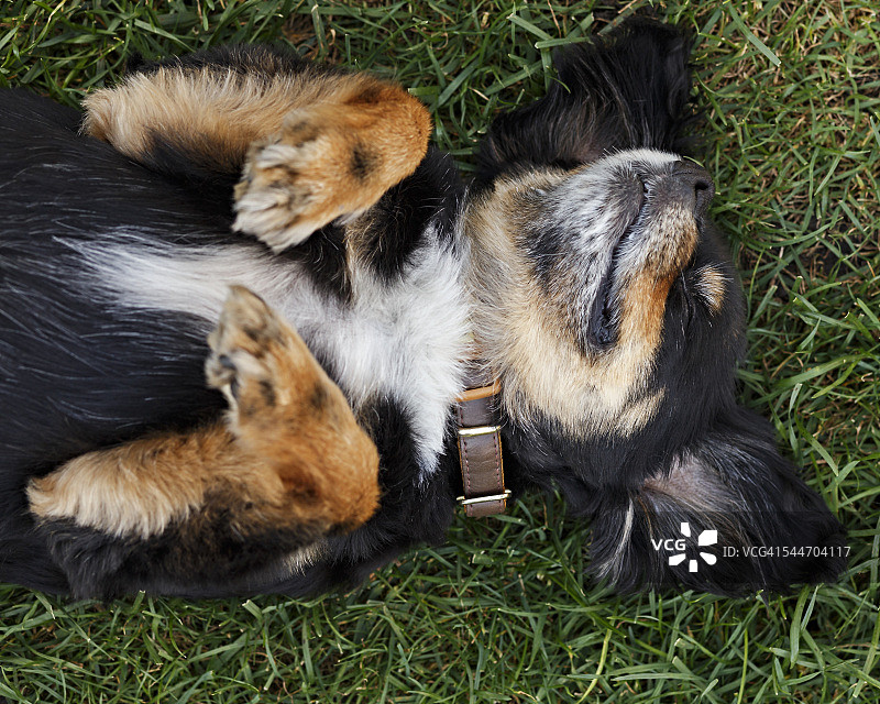 狗狗仰卧在草地上图片素材