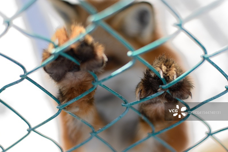 动物福利图片素材