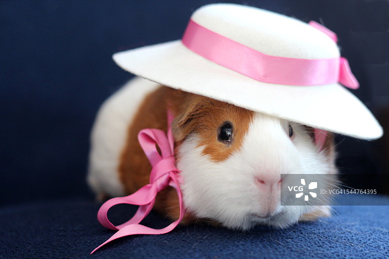 戴帽子的豚鼠图片素材