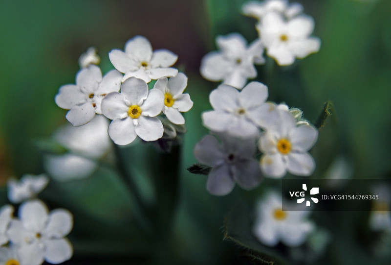 白色肌炎图片素材