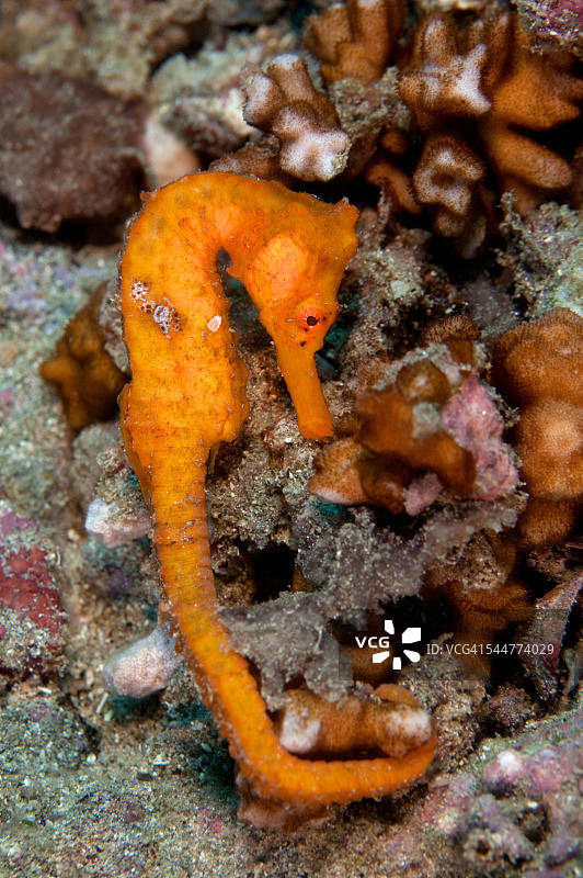 太平洋海马图片素材