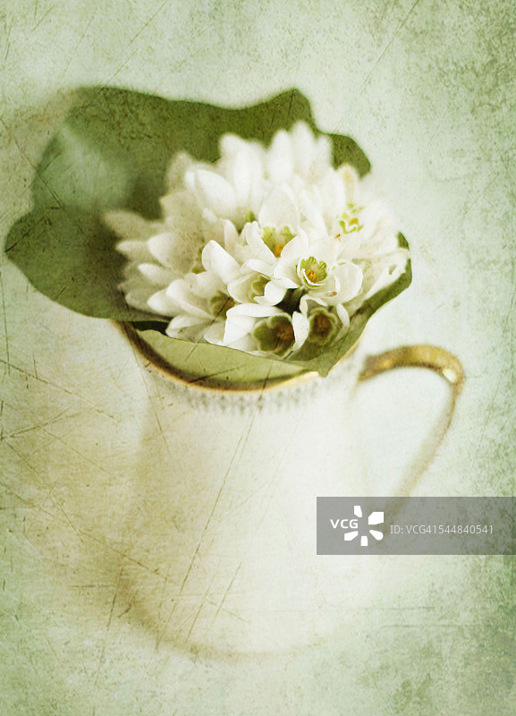 花瓶里的雪花莲图片素材