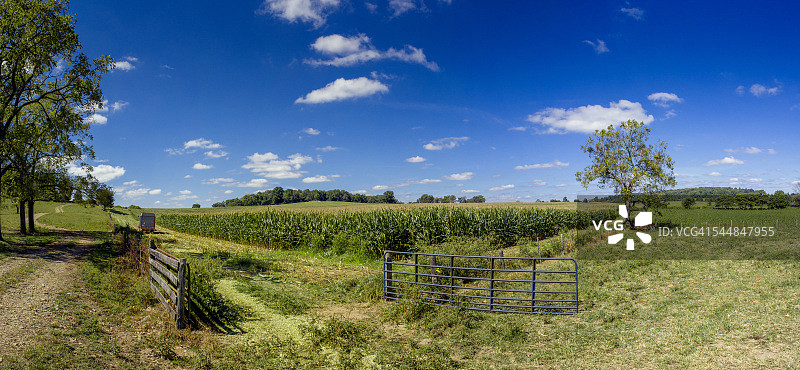 玉米田图片素材