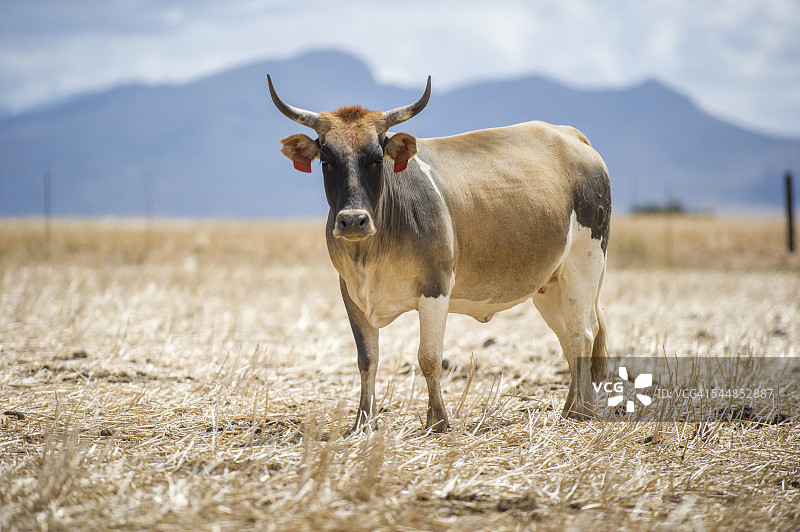 恩古尼牛的肖像图片素材