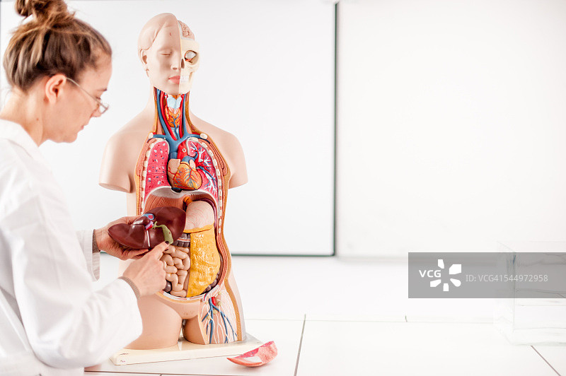 女医生使用人体模型进行教学图片素材
