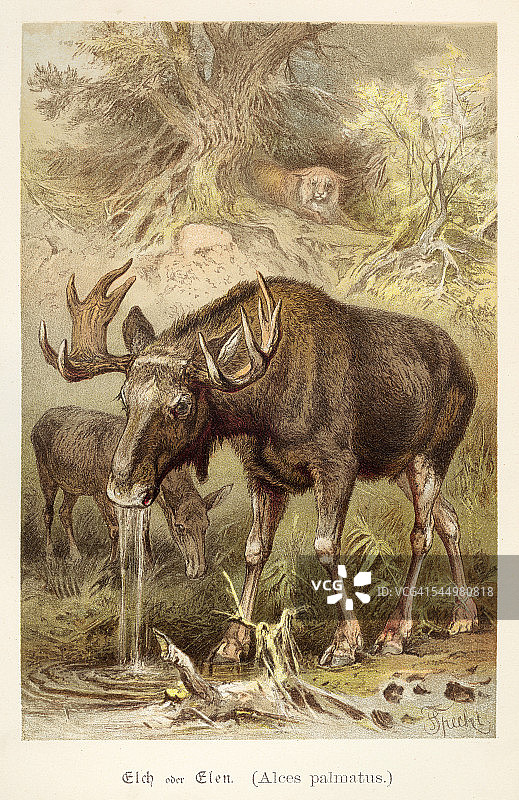 1888年麋鹿插画图片素材