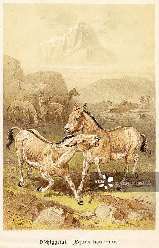 1888年野驴插图图片素材