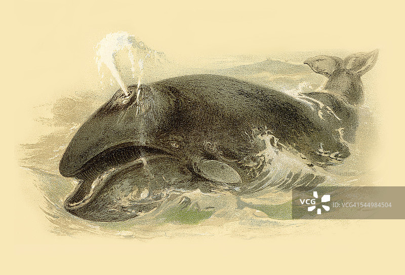 1888年鲸鱼彩色石印图片素材