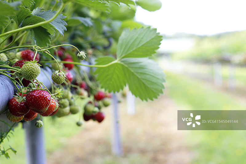 草莓季图片素材