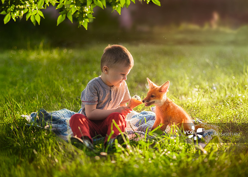 男孩喂狐狸吃冰淇淋图片素材