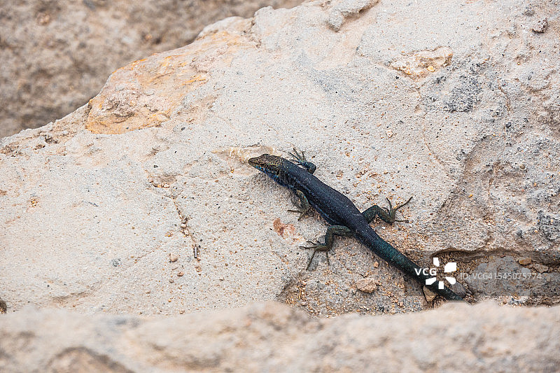 卡夫雷拉岛上的蜥蜴图片素材