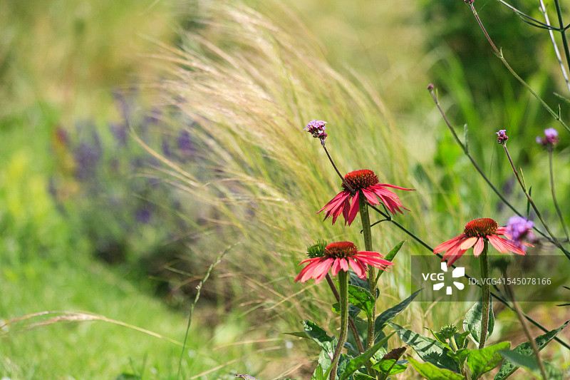 自然花园图片素材