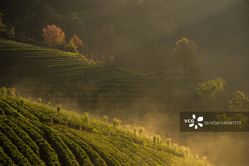 山丘上光线充足的草莓田图片素材