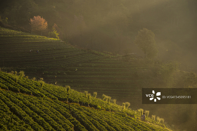 草莓山的清晨图片素材