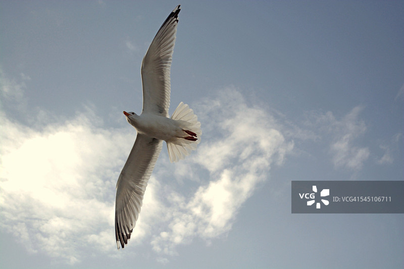 飞翔的白色海鸥图片素材