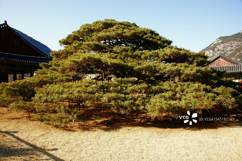 云门寺的500年松树图片素材