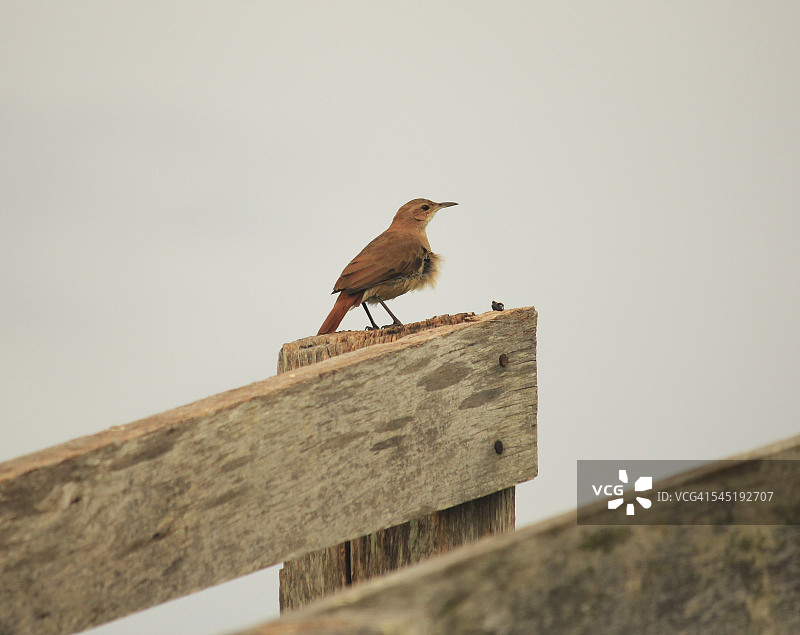 棕灶鸟图片素材